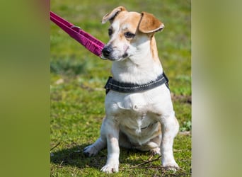 Egerke SI - zurückhaltend, eher scheu