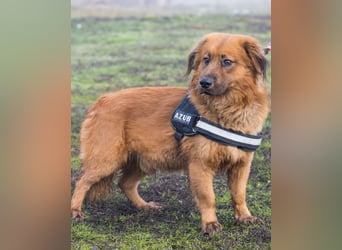 Leo SI - schüchtern, neugierig