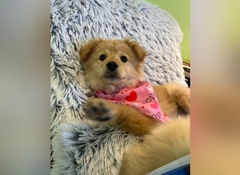 Pamela - energiegeladen, verspielt