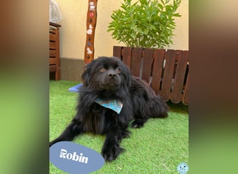 Robin - liebt Streicheleinheiten
