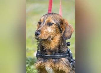 Bajusz - vorsichtig, aktiv