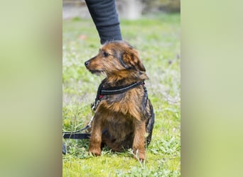 Szakall SI - vorsichtig, aktiv