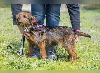 Szakall SI - vorsichtig, aktiv