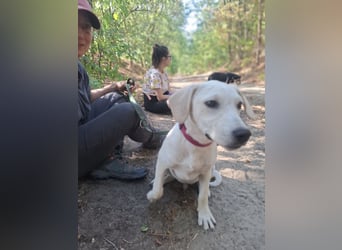 Jack - netter Hundejunge
