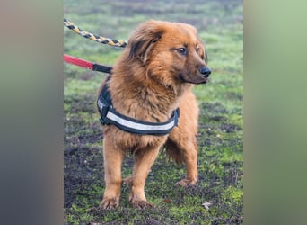 Leo SI - schüchtern, neugierig