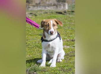 Tesco SI - schüchtern, manchmal ängstlich 