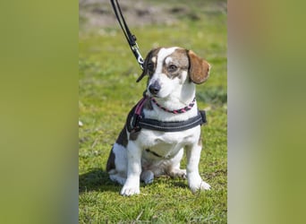 Manci SI - misstrauisch, noch scheu