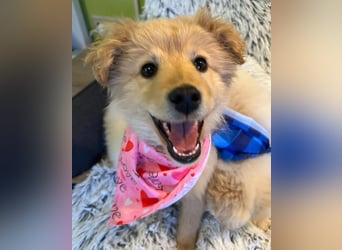 Pamela - energiegeladen, verspielt