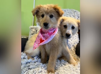 Pamela - energiegeladen, verspielt