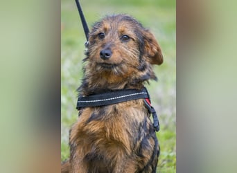 Szakall SI - vorsichtig, aktiv