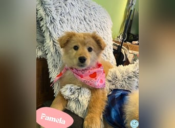 Pamela - energiegeladen, verspielt