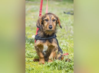 Bajusz - vorsichtig, aktiv