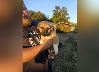 Bijou, geboren 15.06.2026, 29cm sucht ihr für immer Zuhause