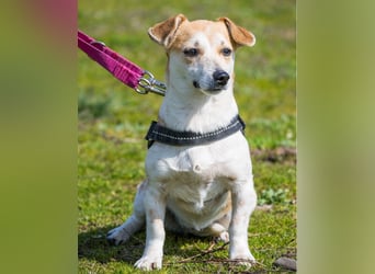 Egerke DE - zurückhaltend, eher scheu