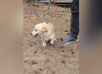 Toma - netter Hundejunge