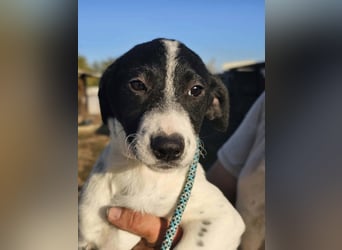 Benito, geboren 15.06.2026, 31cm sucht seine Menschen