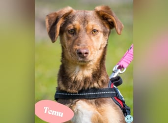 Temu SI - freundlich, offen 