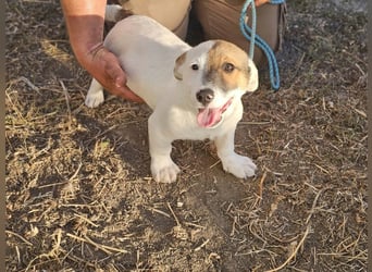 Byron, geboren 15.06.2026, 31cm sucht seine Chance