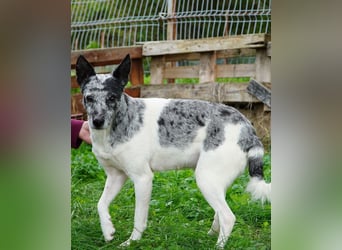 Susy VA - sucht ein Zuhause