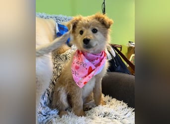 Pamela - energiegeladen, verspielt