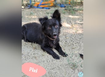 Pixi - lieb und ausgeglichen