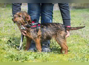 Szakall SI - vorsichtig, aktiv