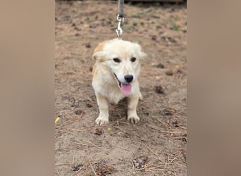 Toma - netter Hundejunge