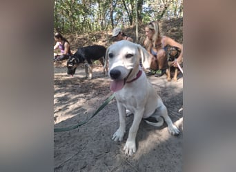 Jack - netter Hundejunge