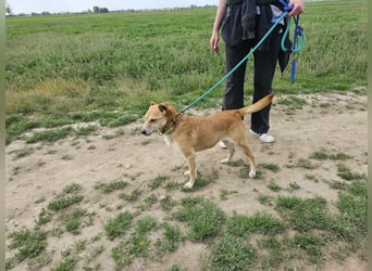 Wendy,  Geboren 07.2018, 42 cm sucht ihre Herzensmenschen