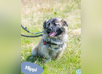 Mippi SI - offen und sehr freundlich