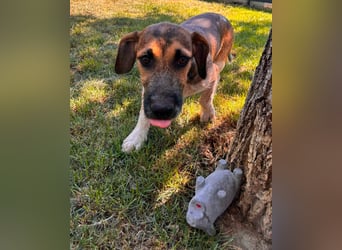 Toto, geboren 08.02.2026, 34cm sucht seine Leute