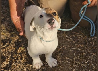 Byron, geboren 15.06.2026, 31cm sucht seine Chance