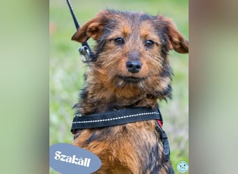 Szakall, freundlich, aktiv