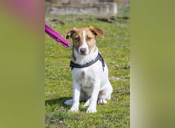 Tesco SI - schüchtern, manchmal ängstlich 