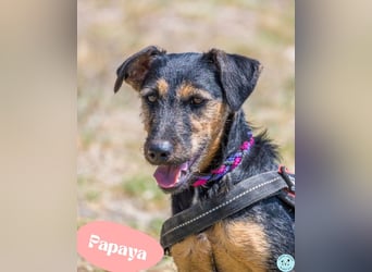 Papaya - fröhlich und verspielt
