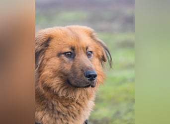 Leo SI - schüchtern, neugierig