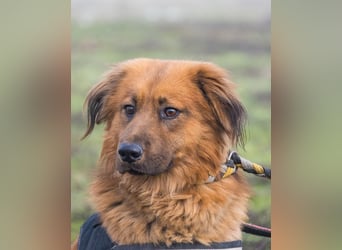 Leo SI - schüchtern, neugierig