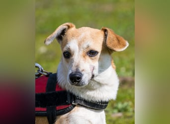 Egerke DE - zurückhaltend, eher scheu