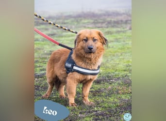 Leo SI - schüchtern, neugierig