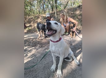 Jack - netter Hundejunge