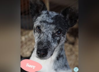 Susy VA - sucht ein Zuhause