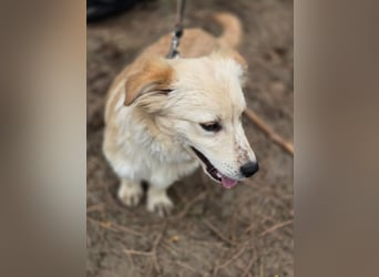 Toma - netter Hundejunge