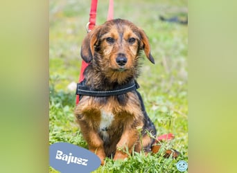 Bajusz - vorsichtig, aktiv