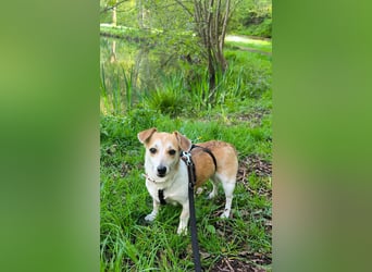 Egerke - neugierig , anhänglich 