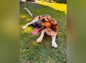 Toto, geboren 08.02.2026, 34cm sucht seine Leute