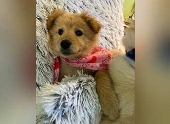 Pamela - energiegeladen, verspielt