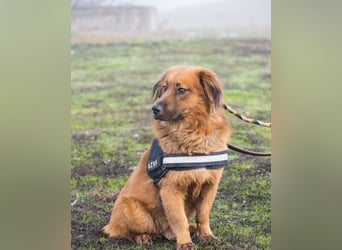 Leo SI - schüchtern, neugierig