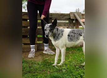 Susy VA - sucht ein Zuhause