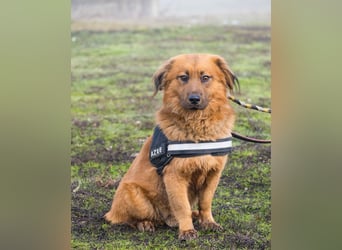 Leo SI - schüchtern, neugierig