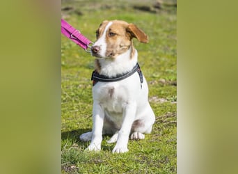 Tesco SI - schüchtern, manchmal ängstlich 